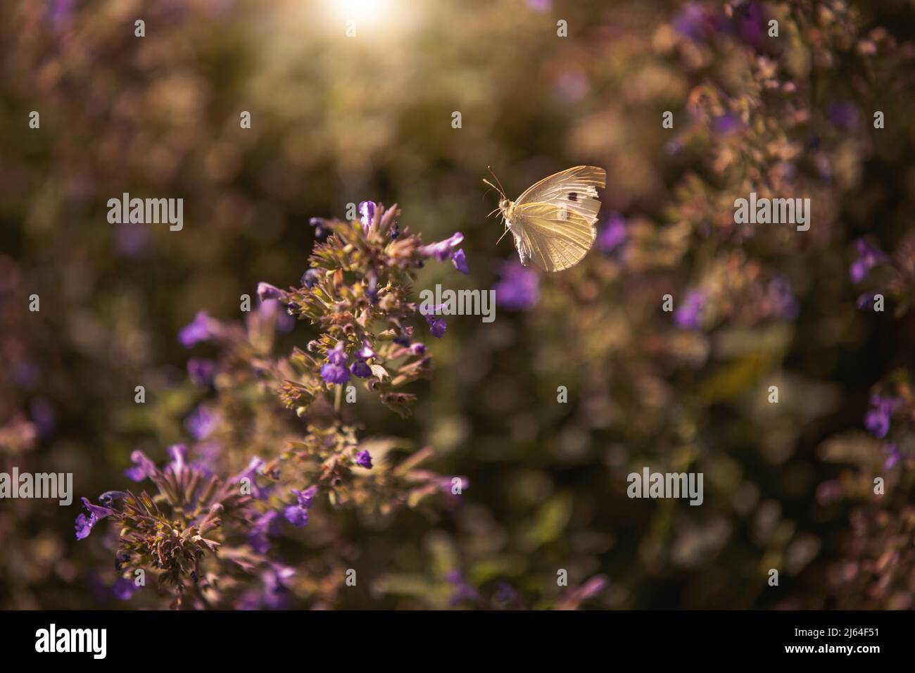A Clouded Sulfer Butterfly fluttering around in a garden. Stock Photo