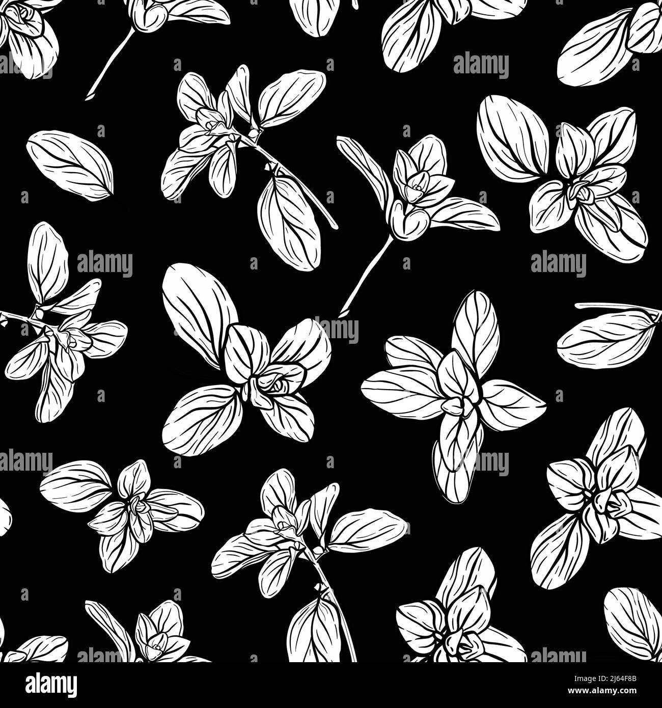 Basil Pattern. Italian herbs.A sprig of marjoram Stock Photo Alamy