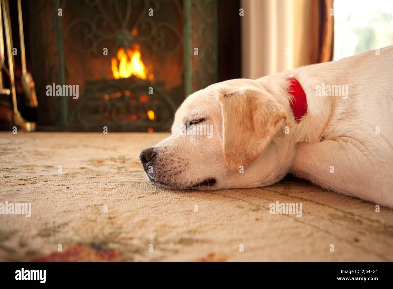 A yellow Labrador Retriever puppy sleeping in front of a roaring fire. Stock Photo