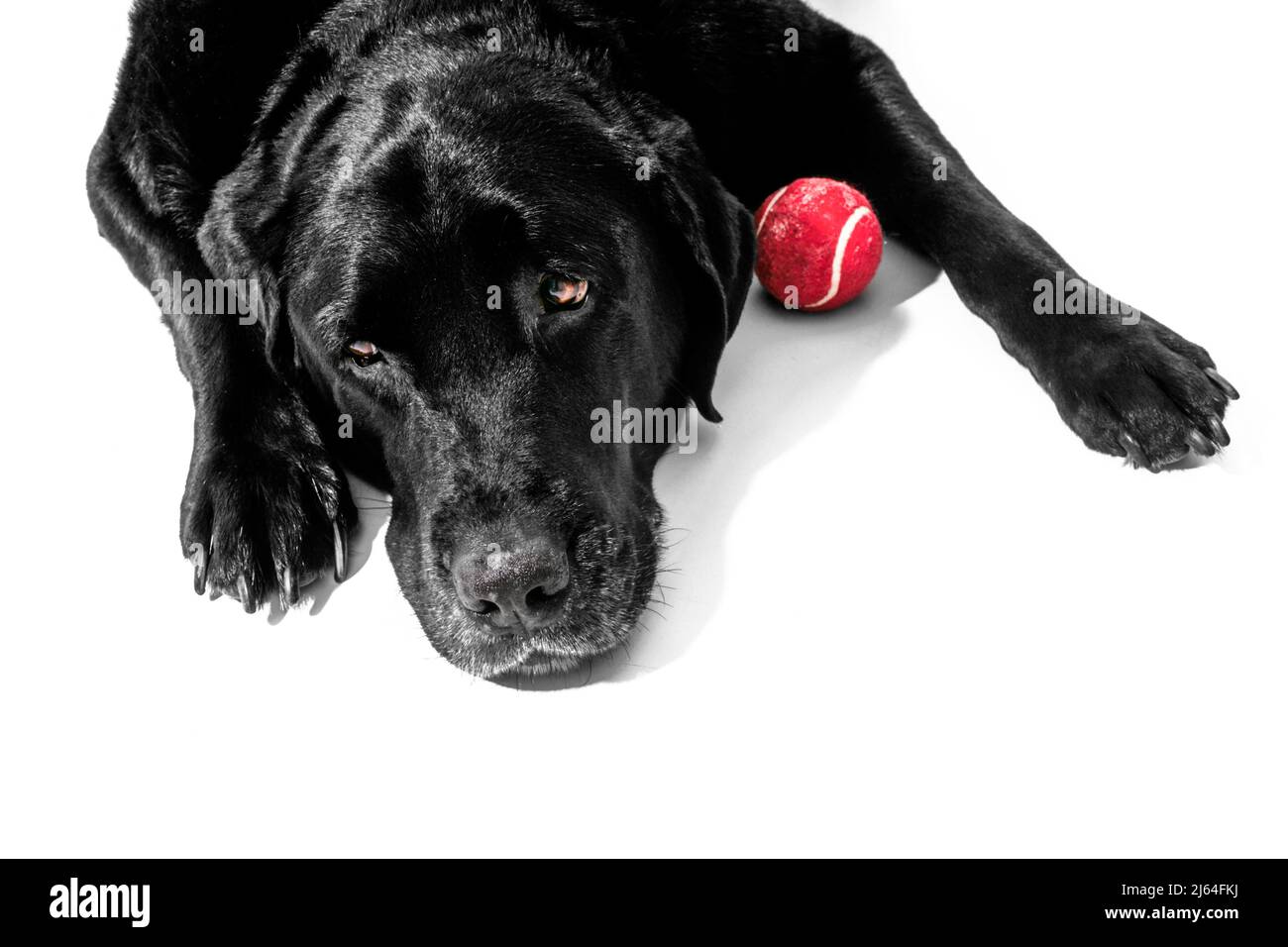 A sad looking Black Lab who would like to play ball. Stock Photo