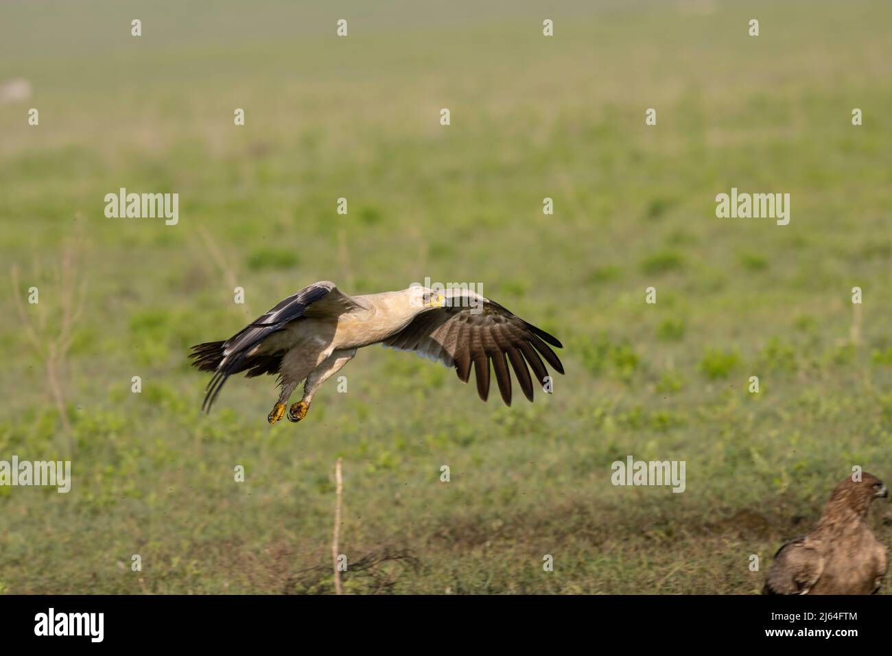 Tawny eagle flying Stock Photo