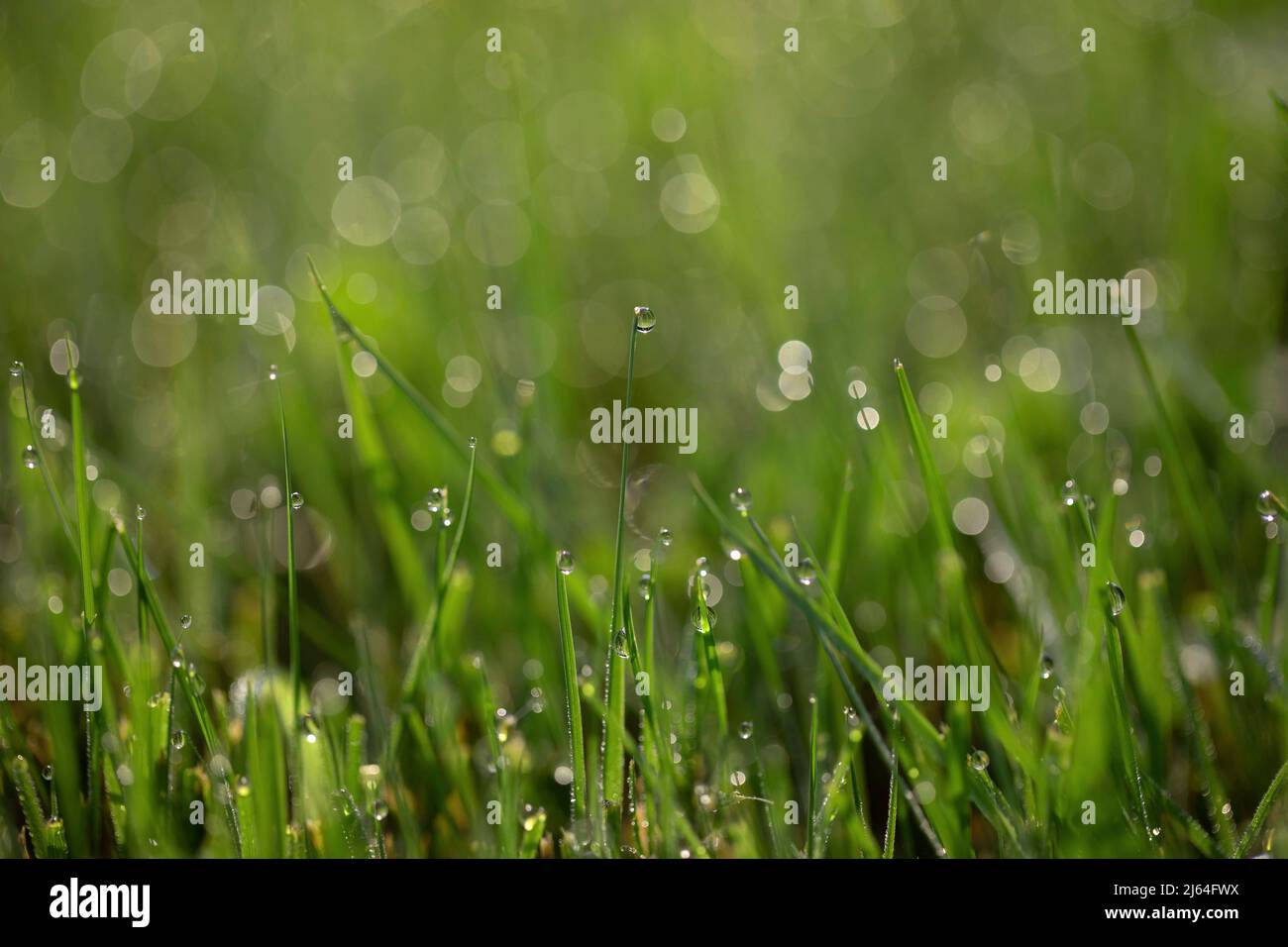 Morning dew drops on the grass. Stock Photo