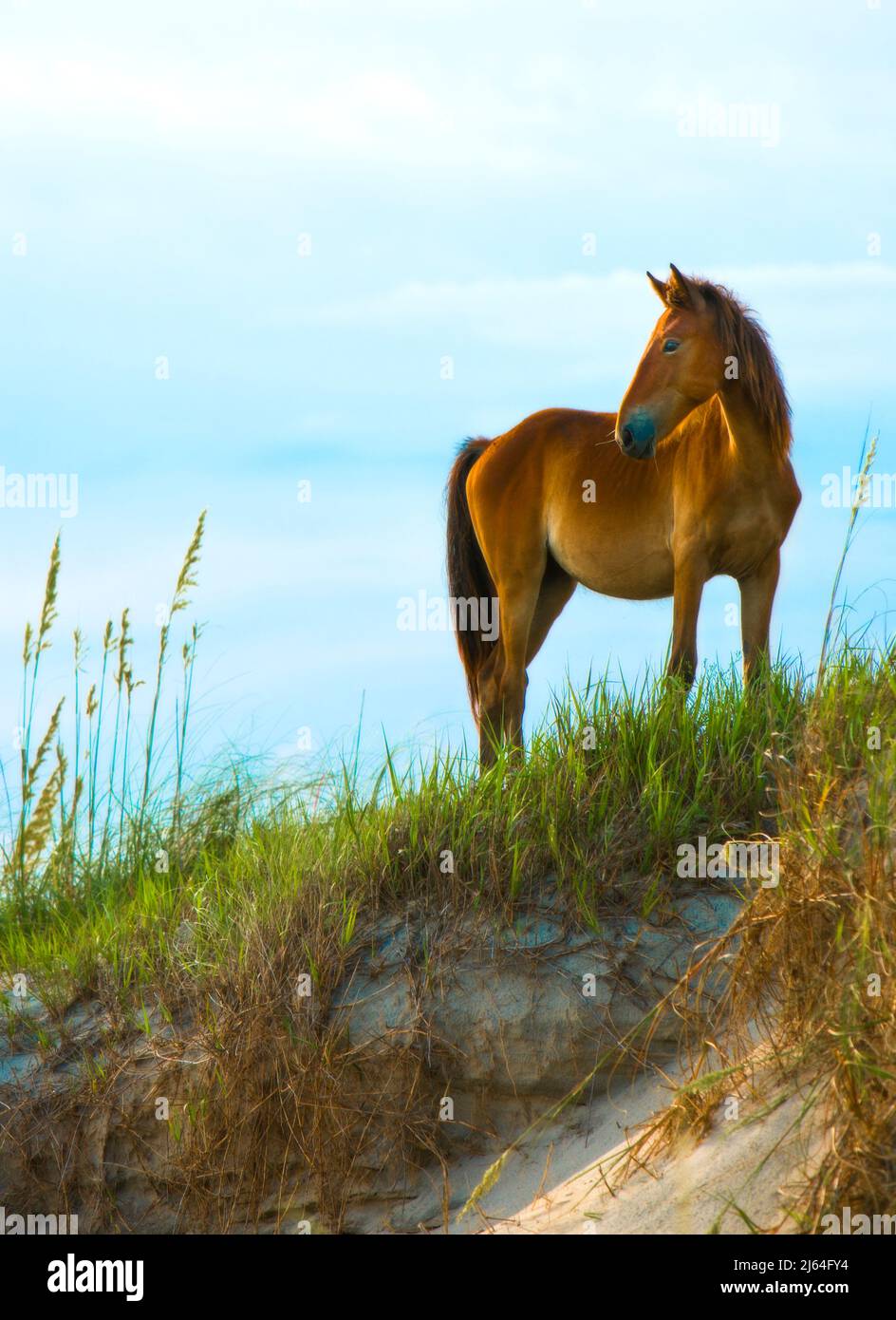 A wild horse on the beach on the Outer Banks of North Carolina. Stock Photo