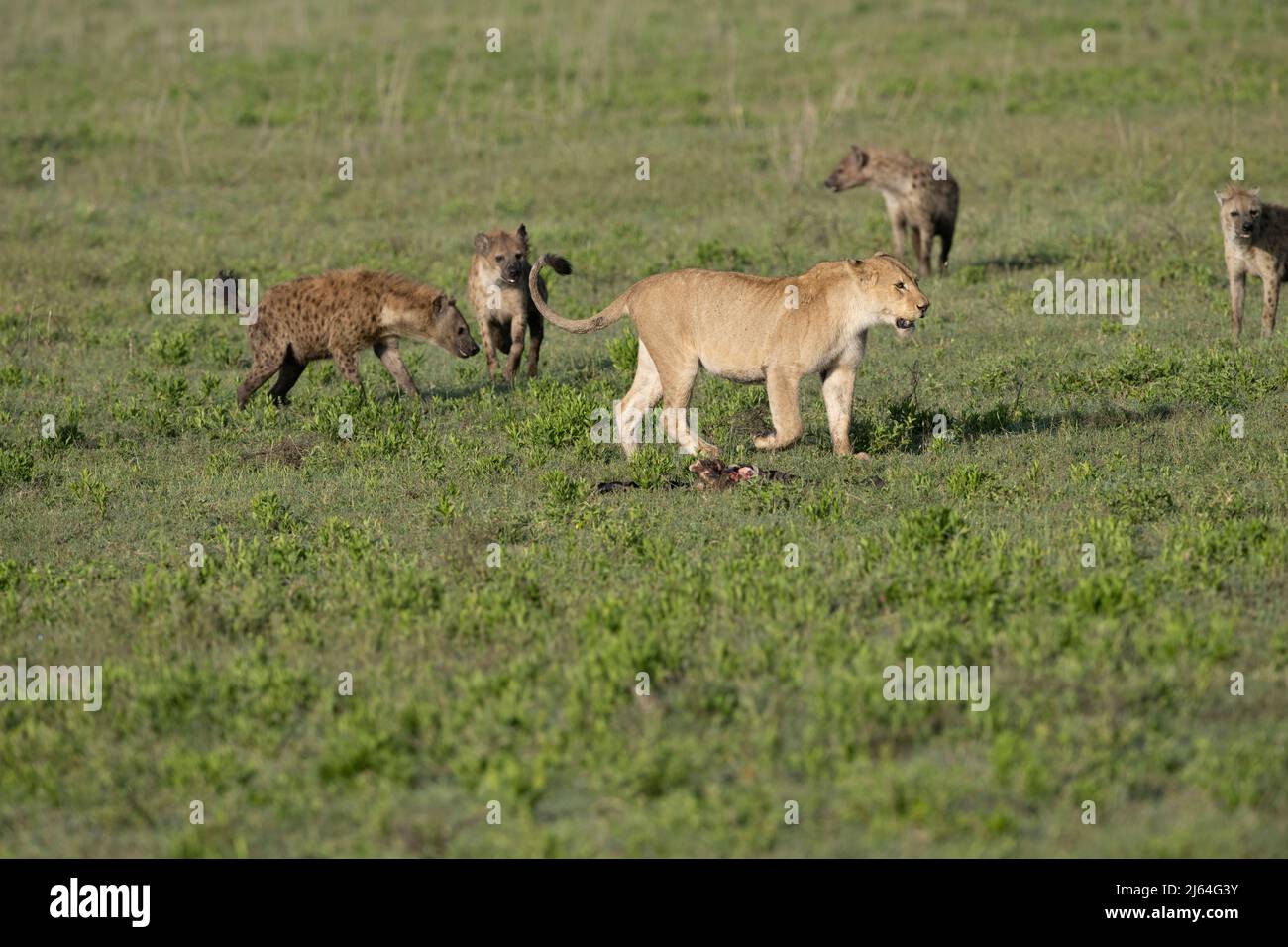 Lion defending a kill, Tanzania Stock Photo