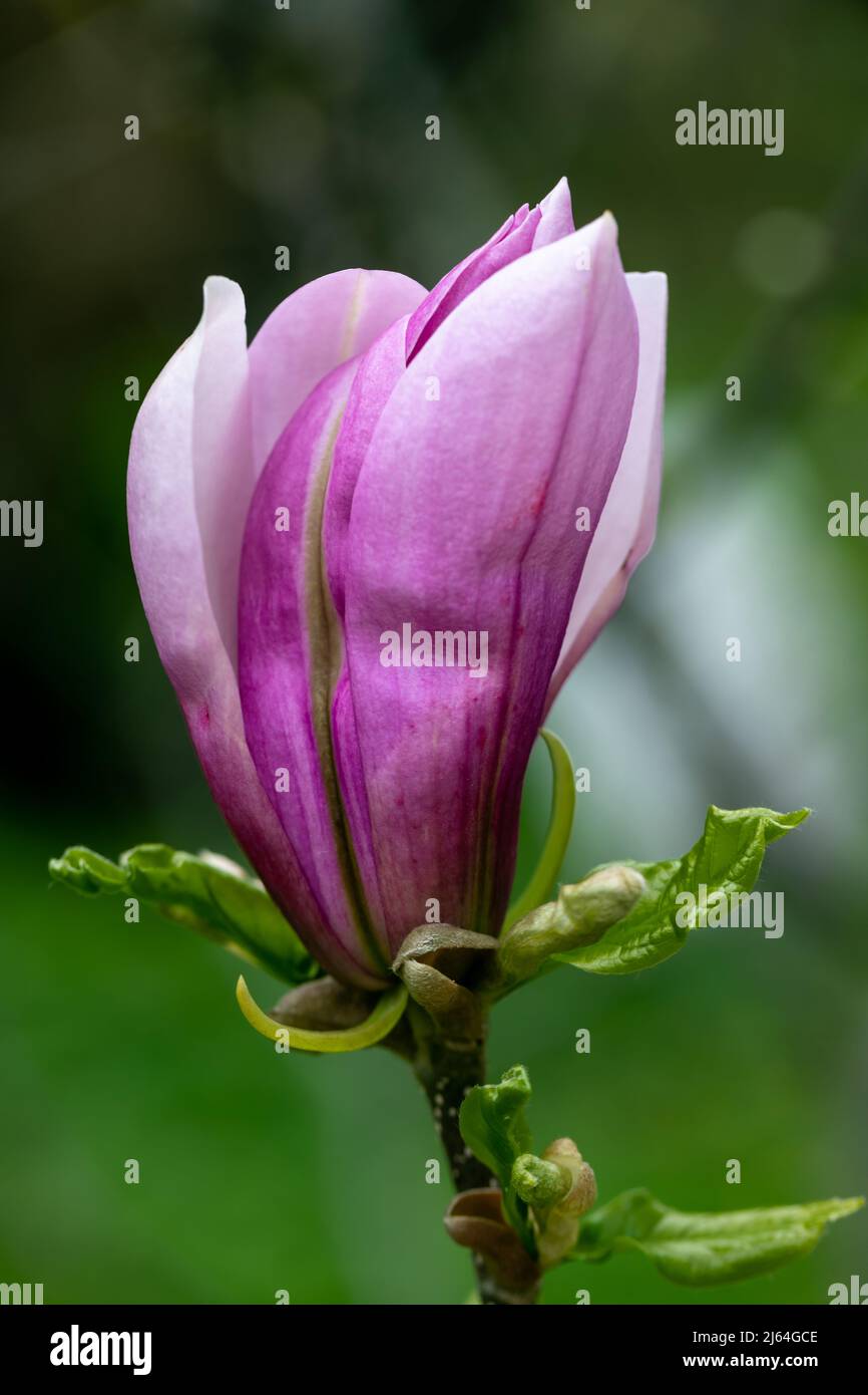 Magnolia purple pink flowers in early spring Stock Photo - Alamy