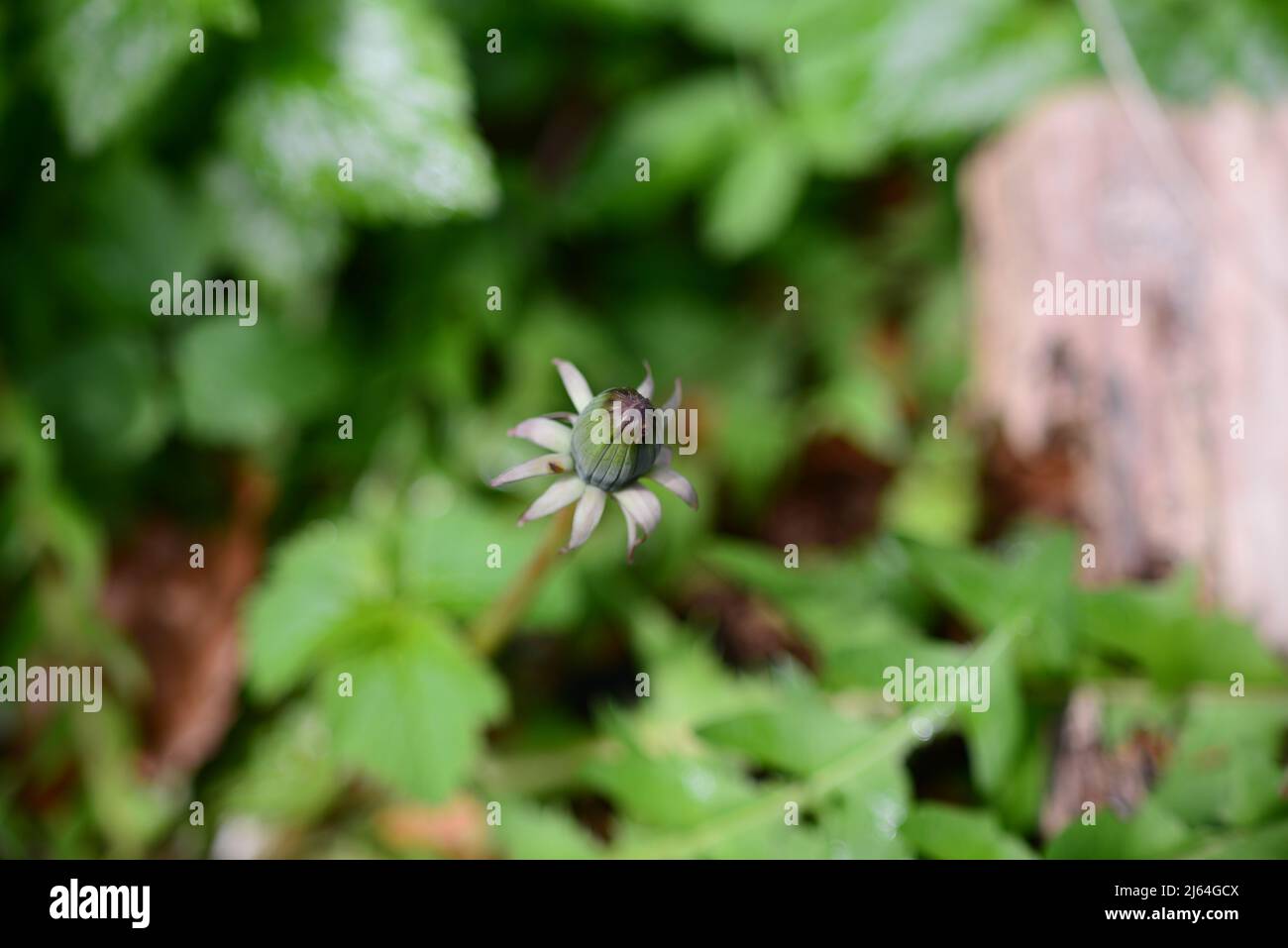 A closed green dandelion bud against green blurred leaves Stock Photo