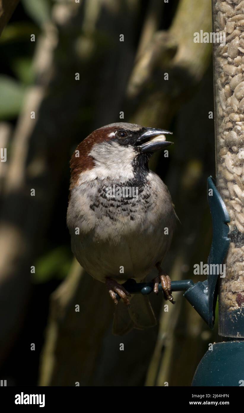 Male House Sparrow Stock Photo - Alamy