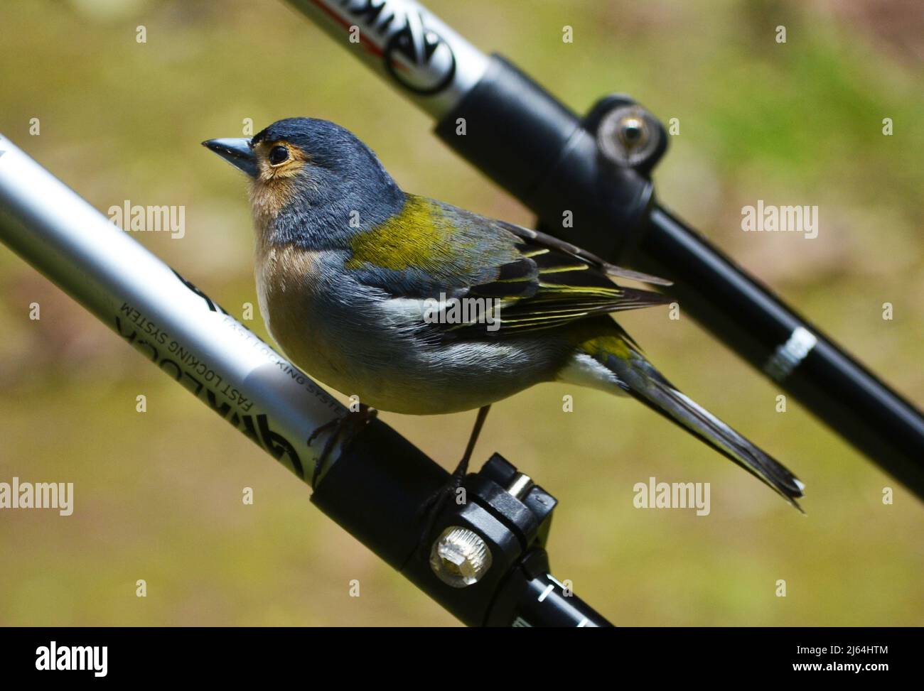 Madeiran chaffinch (Fringilla coelebs madeirensis), a species commonly observed in the laurisilva forest habitat Stock Photo