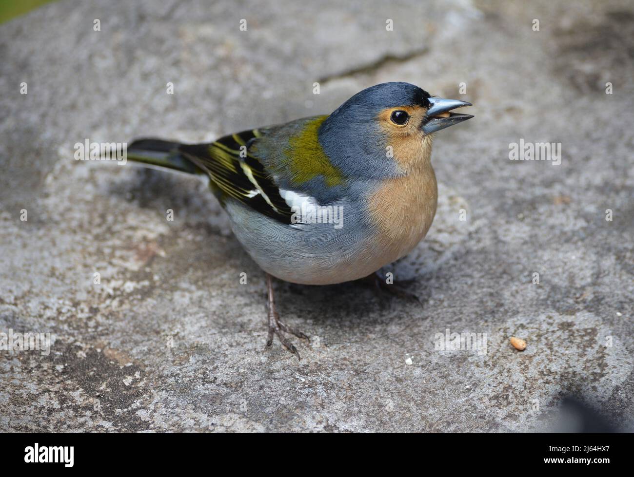 Madeiran chaffinch (Fringilla coelebs madeirensis), a species commonly observed in the laurisilva forest habitat Stock Photo