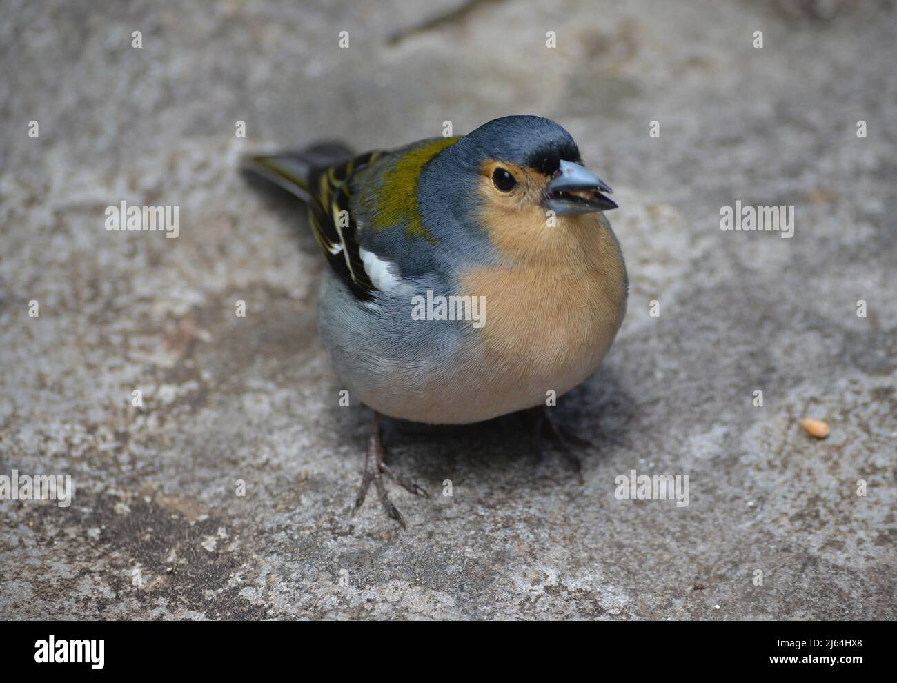 Madeiran chaffinch (Fringilla coelebs madeirensis), a species commonly observed in the laurisilva forest habitat Stock Photo