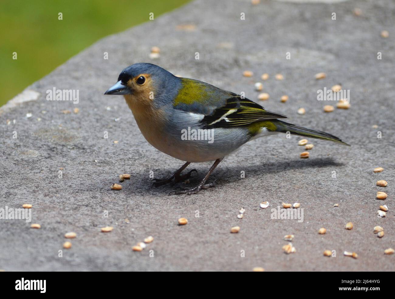 Madeiran chaffinch (Fringilla coelebs madeirensis), a species commonly observed in the laurisilva forest habitat Stock Photo