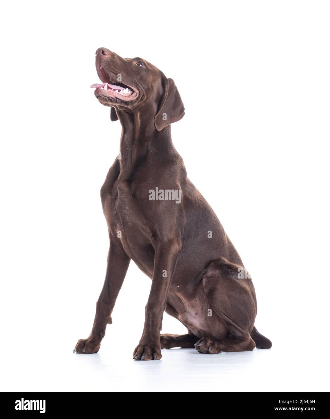 Young German Shorthaired Pointer sitting on white background Stock ...