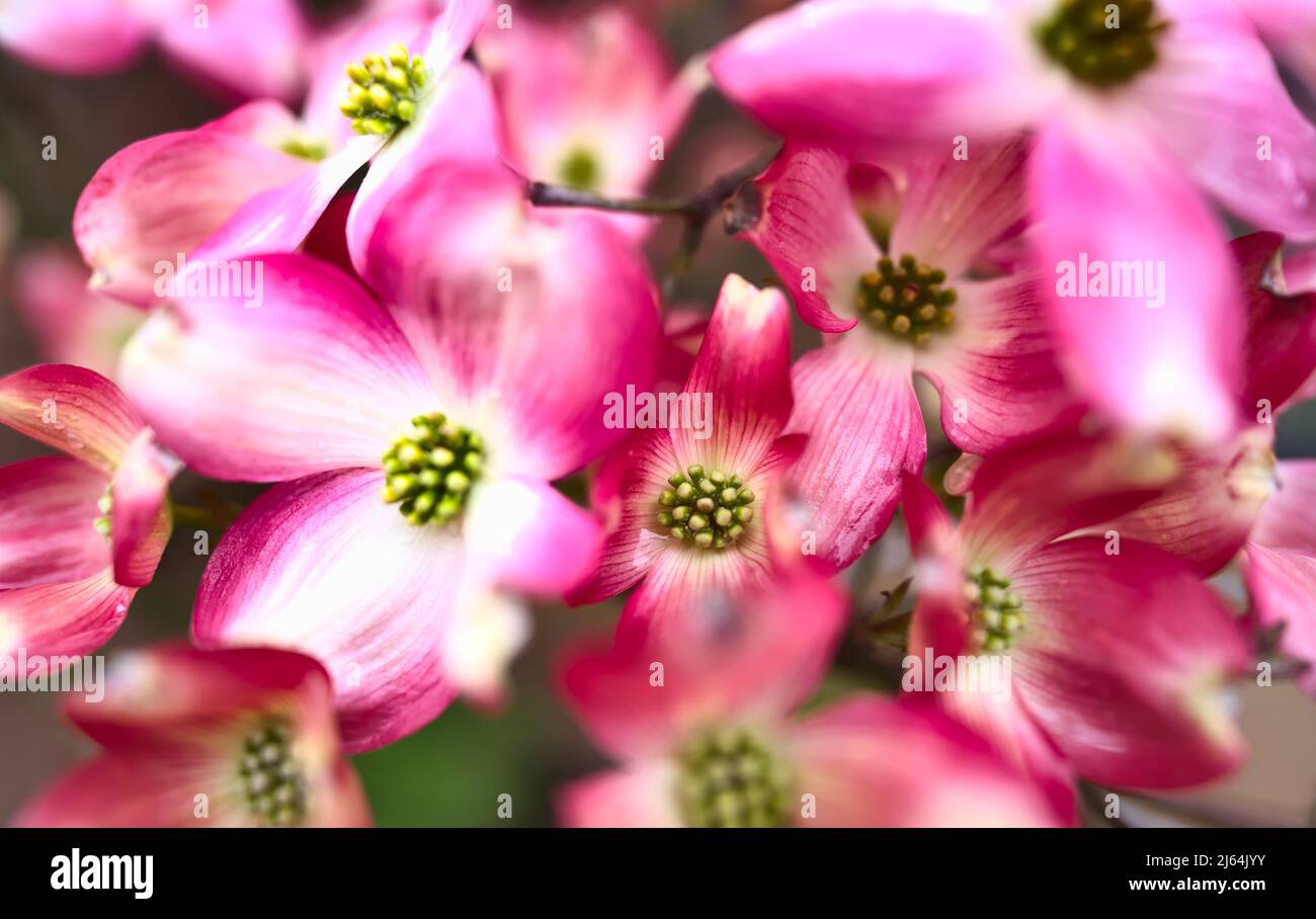 A macro image of a flowering dogwood tree as it blooms in the spring in Kentucky. Stock Photo