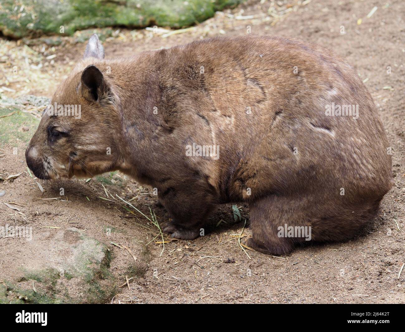 Distinguished attractive stocky Southern Hairy-nosed Wombat in strong vigorous health. Stock Photo