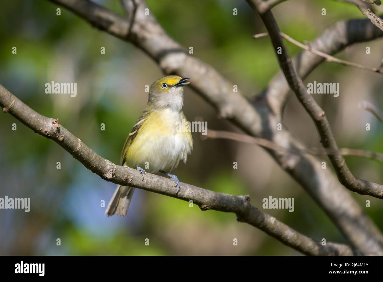Male White-eyed Vireo singing on a tree branch Stock Photo