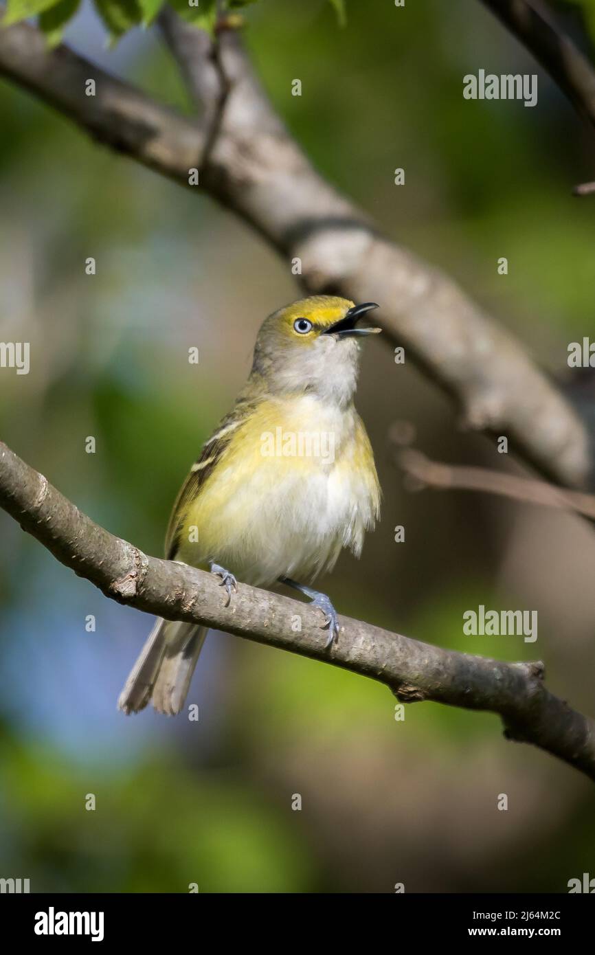 Male White-eyed Vireo singing on a tree branch Stock Photo