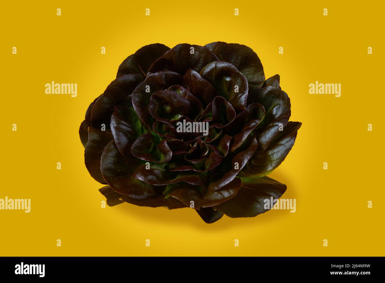 Red butterhead lettuce, Lactuca sativa, isolated on a yellow background