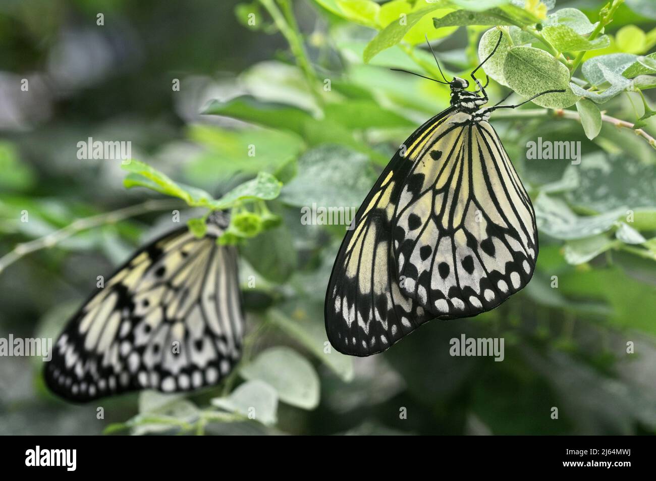 Tree Nymph butterflies (Idea Leucone).  Tree Nymph butterfly Stock Photo
