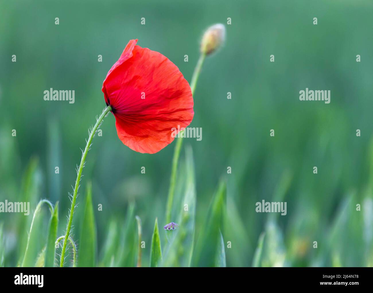 Poppybackground hi-res stock photography and images - Alamy