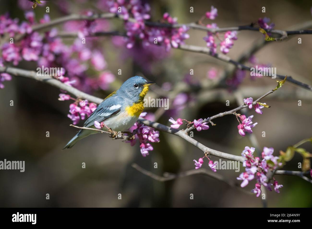 Male Northern Parula sitting on the branch of an Eastern Redbud tree surrounded by flowers. Stock Photo