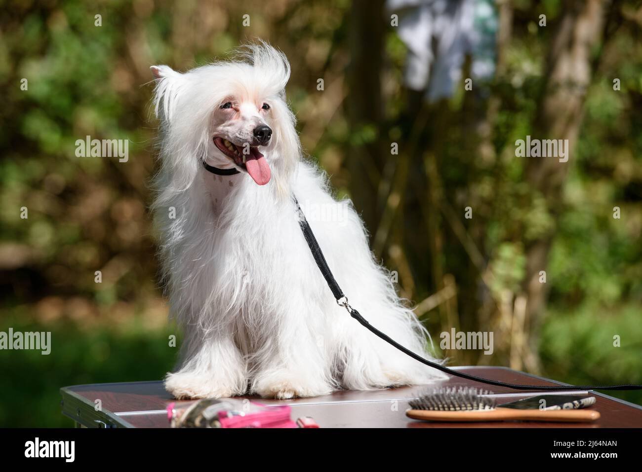 A white Chinese crested dog sits on a table standing outside against the backdrop of trees and looks to the left. Stock Photo