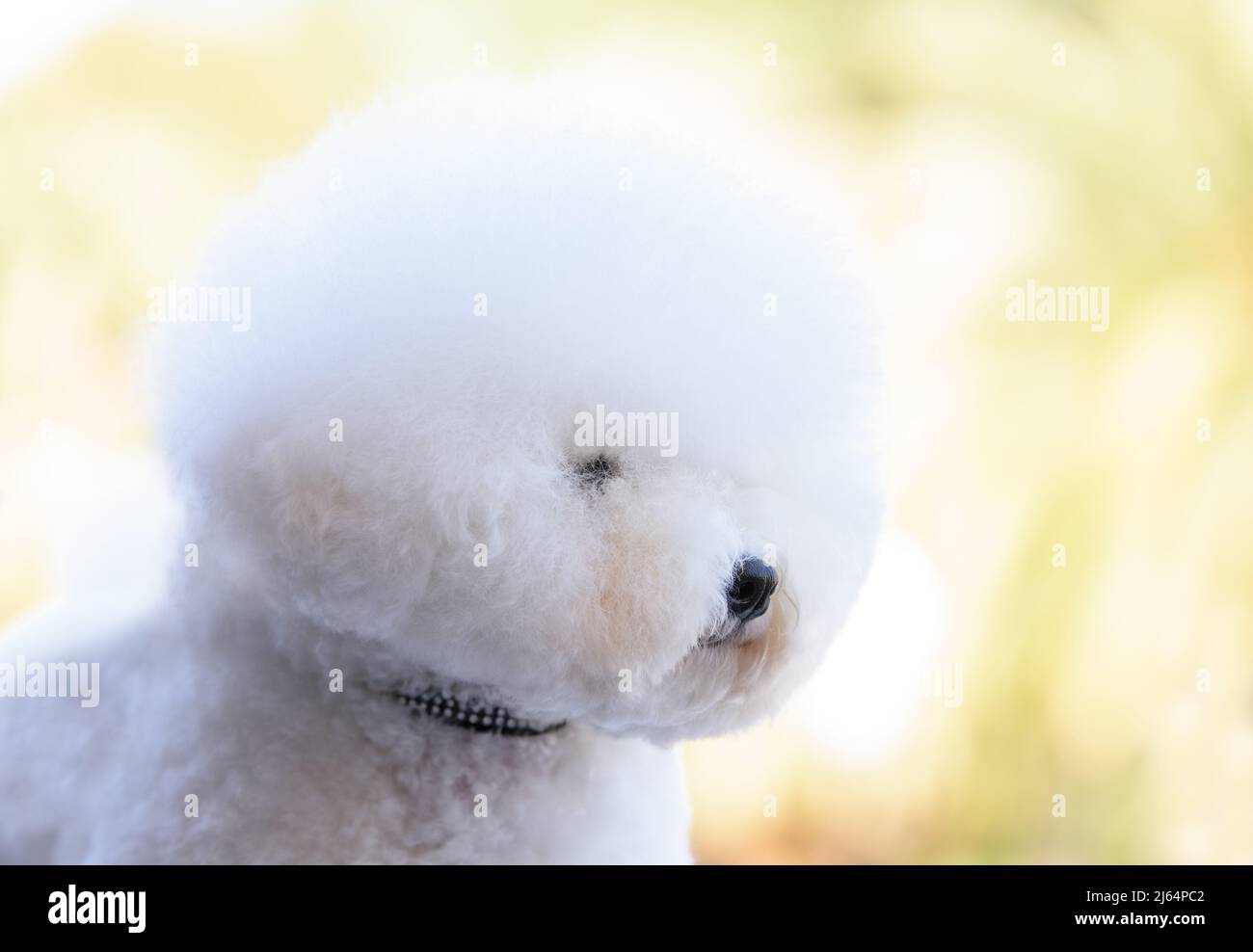 A thoughtful white dog of the Bichon Frise breed looks into the distance. Close-up. Stock Photo