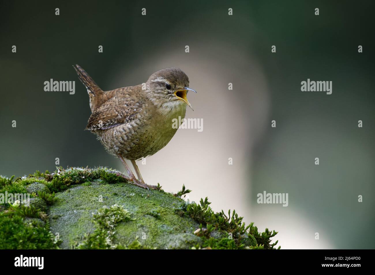 wren on a mossy stone singing with wide open beak Stock Photo