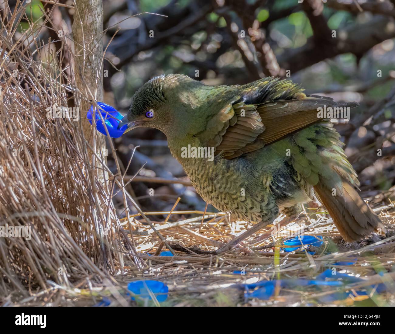 a female satin bowerbird bower holding a blue bottle cap at a bower in a forest Stock Photo