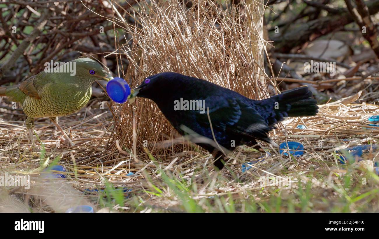a female satin bowerbird enters a male's bower Stock Photo