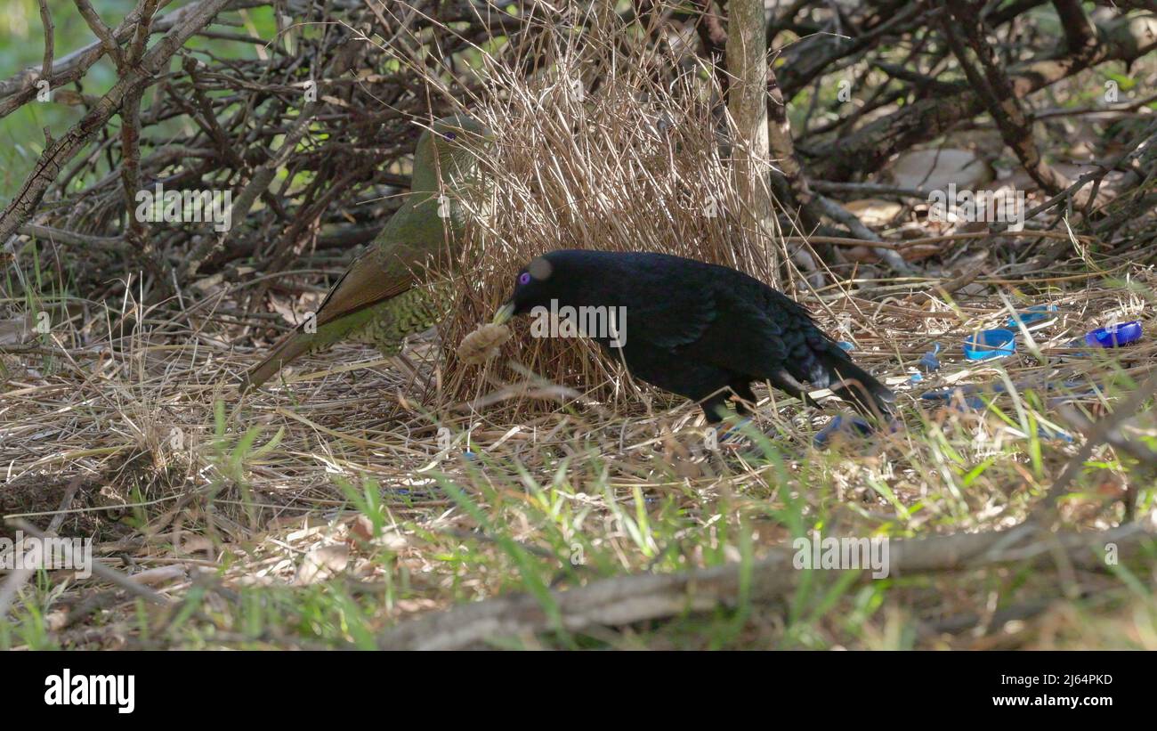 male satin bowerbird picking up an object to show a female at his bower Stock Photo