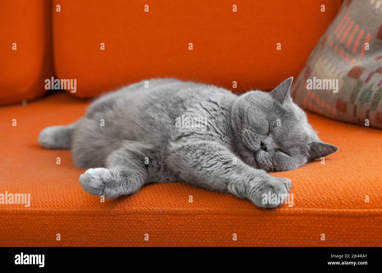 Grey shorthair cat sleeping on sofa. Stock Photo