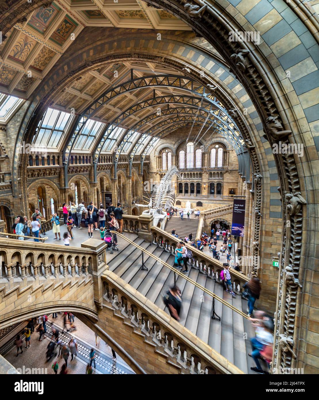 London,England,UK-August 21 2019: From above Romanesque stairs,along Hintz Hall,the skeleton of a female Blue Whale named Hope,hangs above the entranc Stock Photo