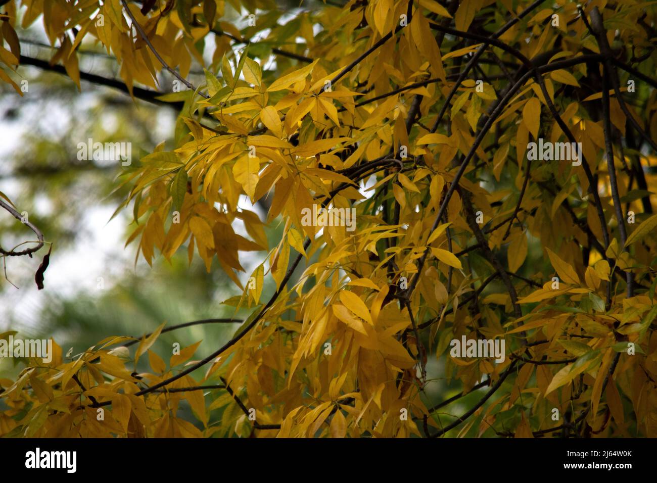 yellow leaves of a tree in autumn Stock Photo