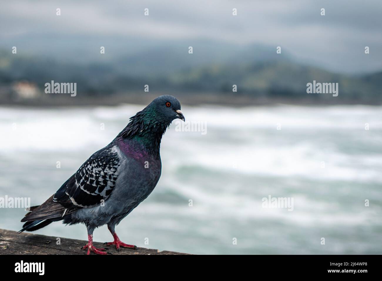 Pigeon perched on the railing of the Pacifica Pier Stock Photo