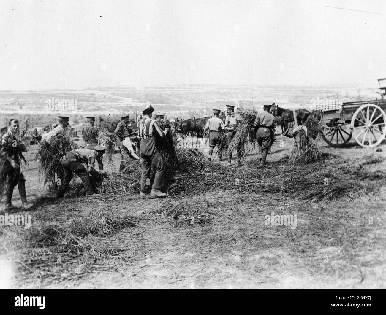 Soldiers and animals Black and White Stock Photos & Images - Alamy