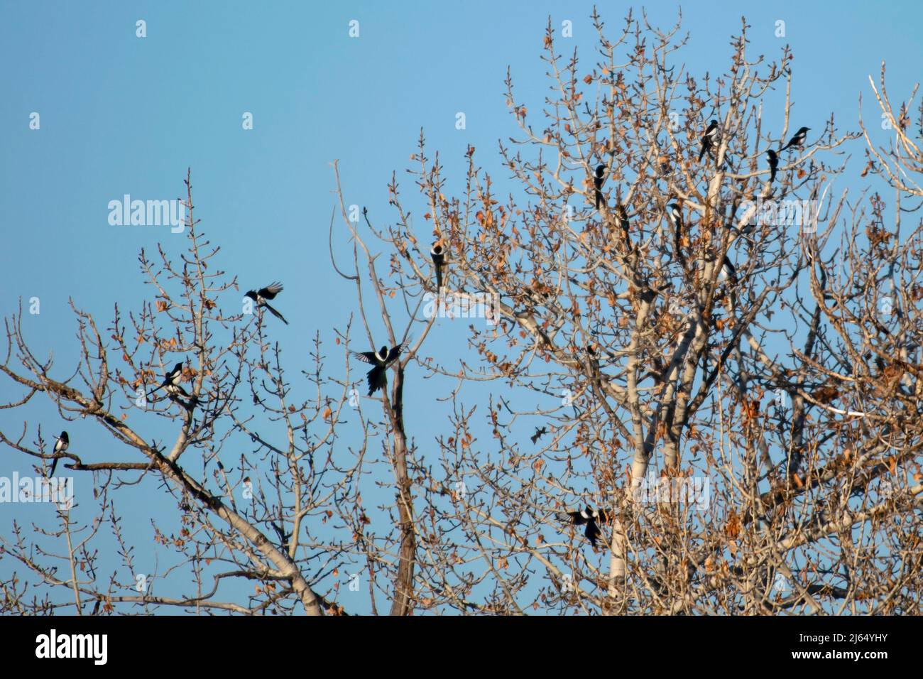 Black-billed Magpie flock along Boise River, Idaho. Stock Photo
