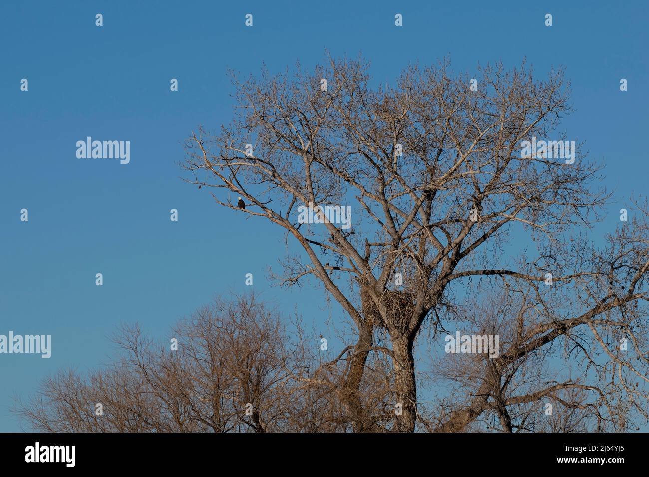 Bald Eagle nest tree along Boise River, Idaho Stock Photo - Alamy