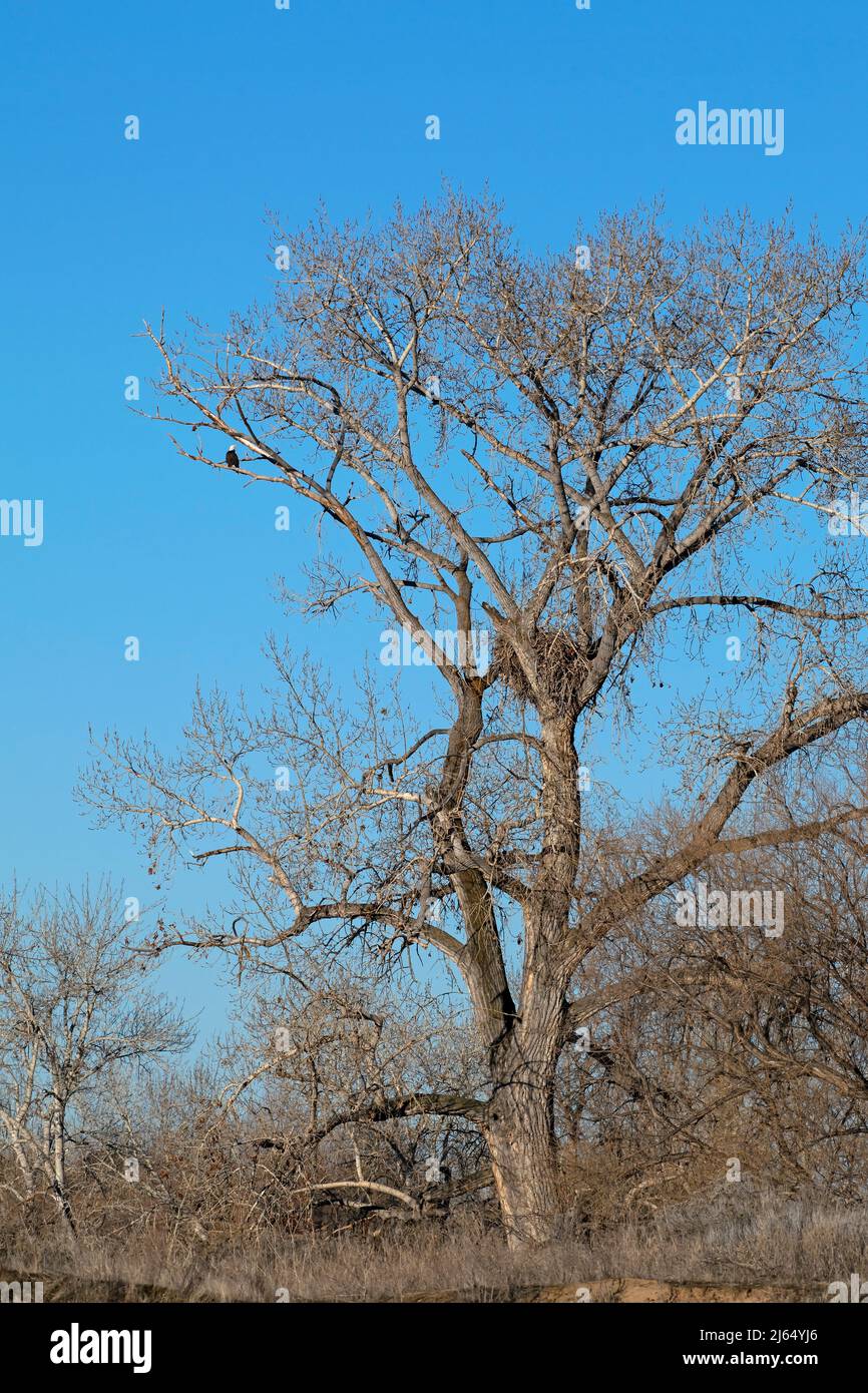 Bald Eagle nest tree along Boise River, Idaho Stock Photo - Alamy