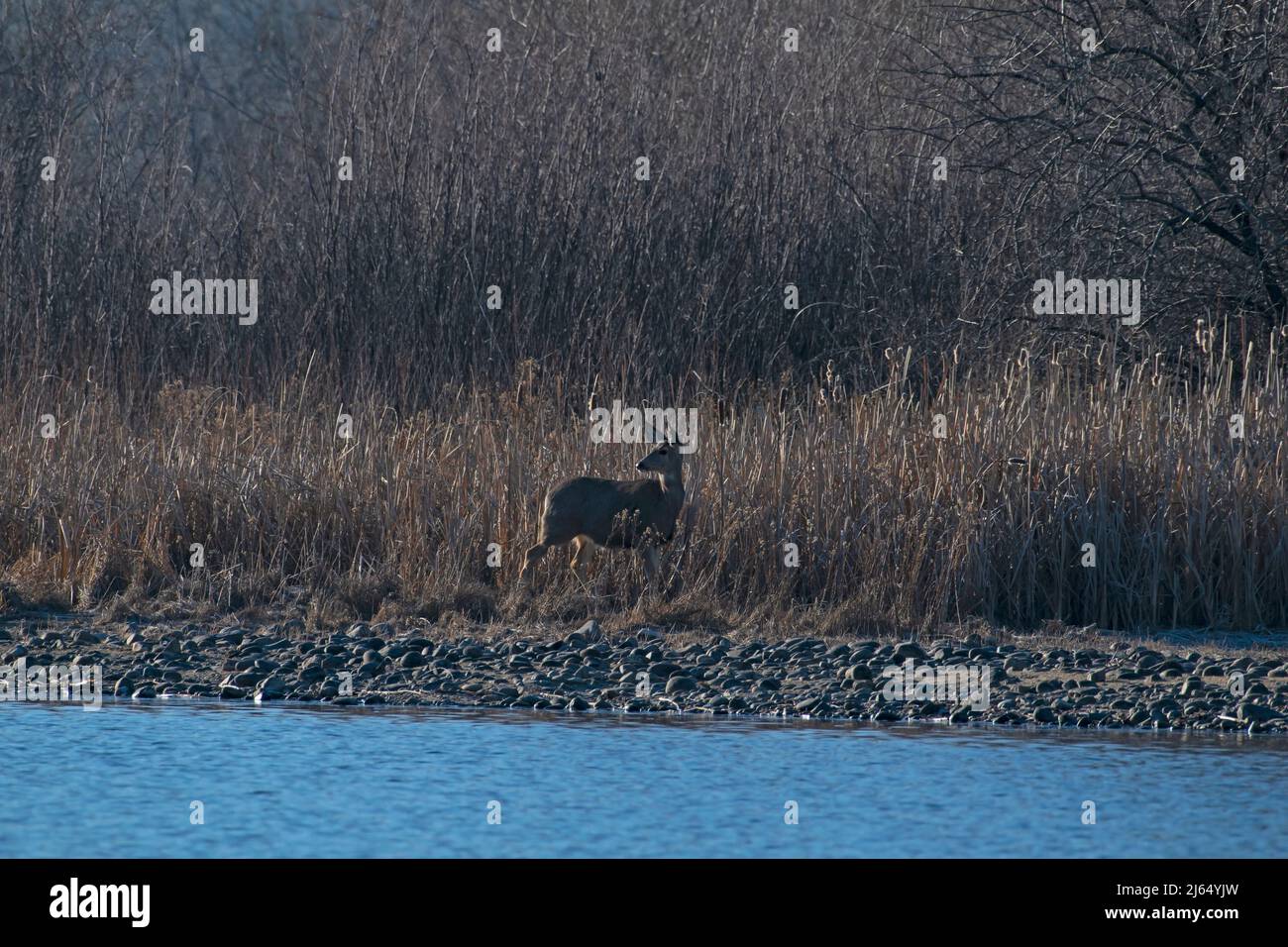 Mule Deer along Boise River, Idaho Stock Photo Alamy