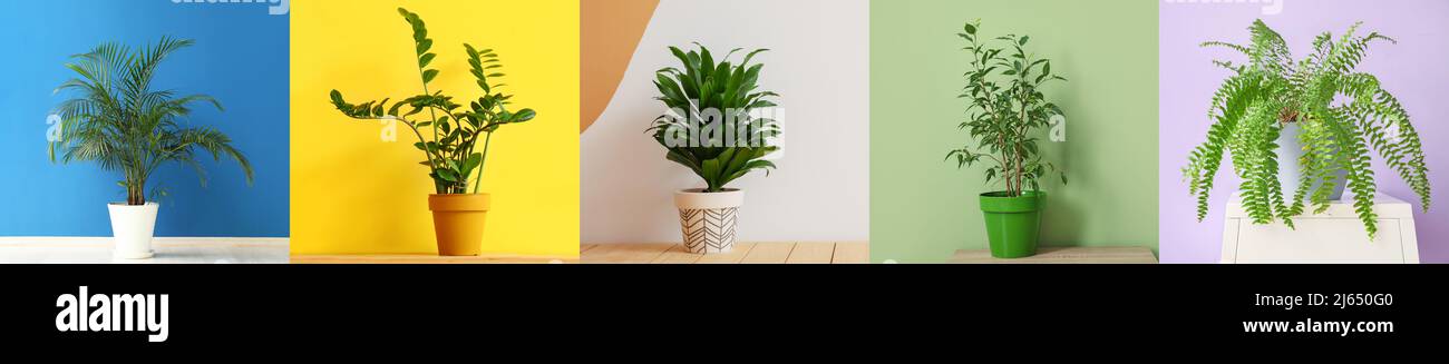 Collage with beautiful green houseplants Stock Photo - Alamy