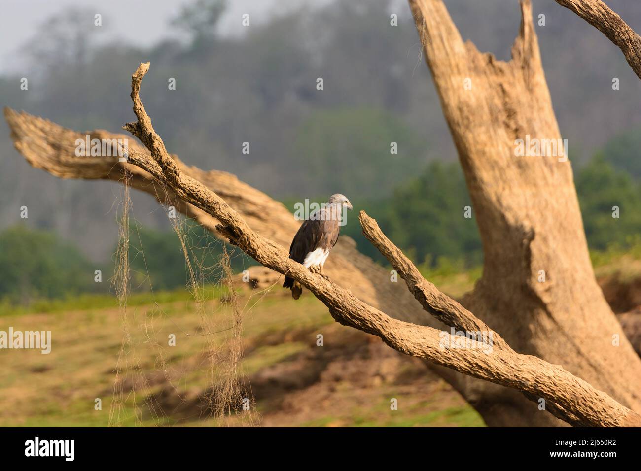 Grey-Headed Fish Eagle on the Kabini River in Nagarhole National Park in India Stock Photo