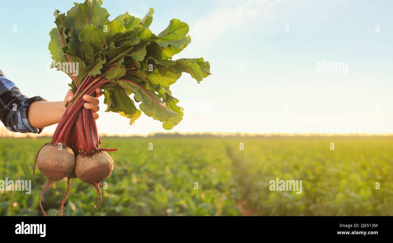 Hand holding beetroots hi-res stock photography and images - Alamy