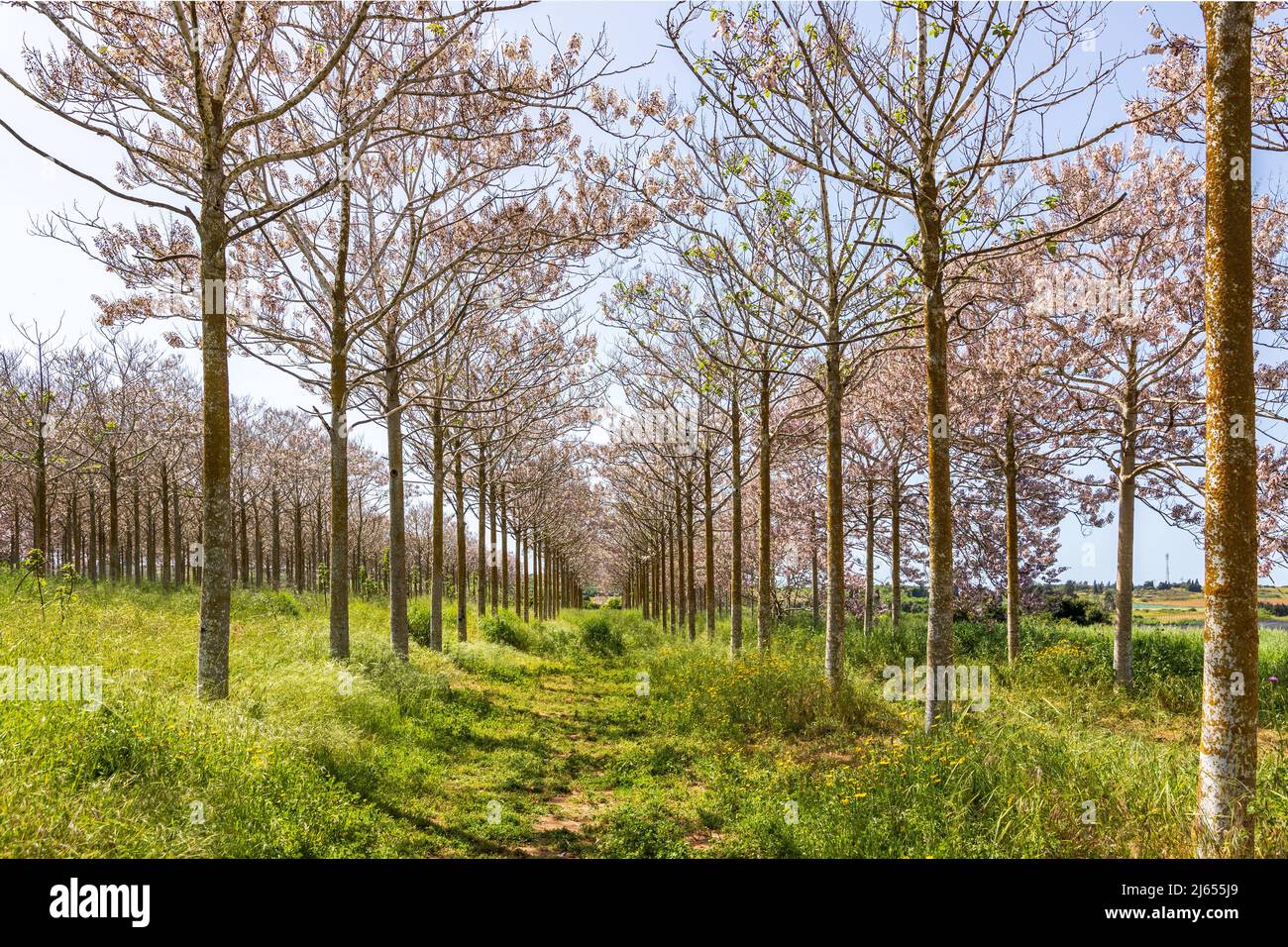View of Paulownia kiri tree plantation in bloom. Israel Stock Photo