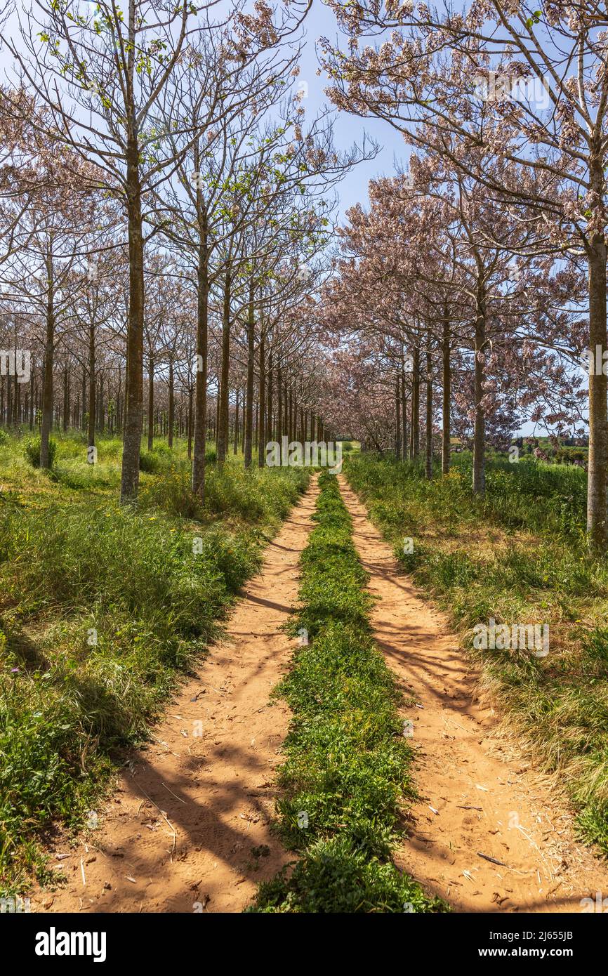 View of Paulownia kiri tree plantation in bloom. Israel Stock Photo