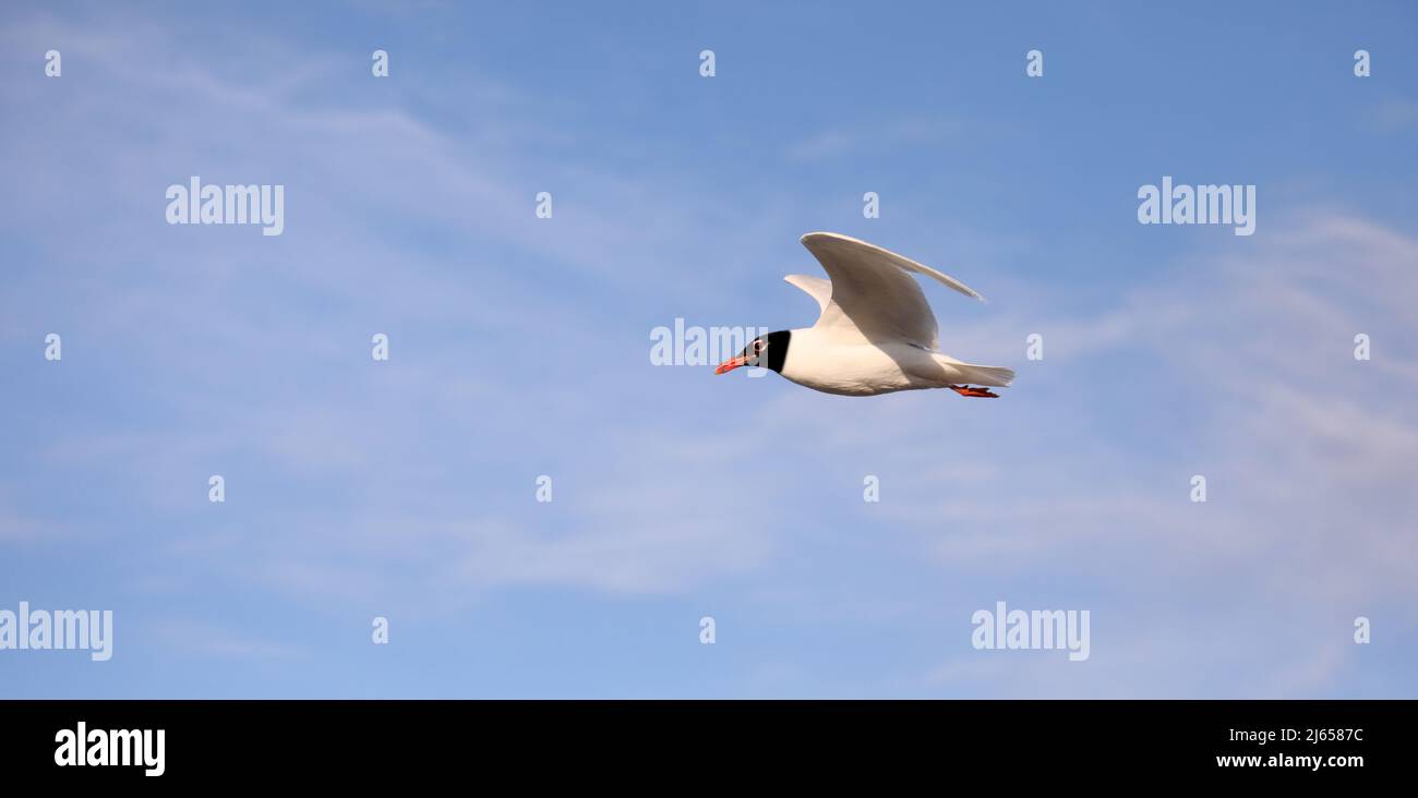 Black-headed gull flies on the blue sky Stock Photo
