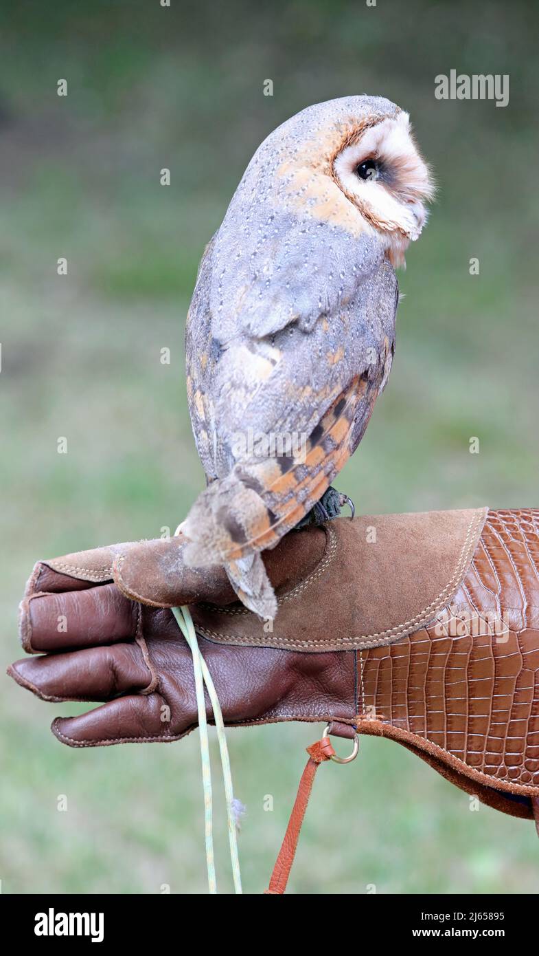 bird of prey Barn Owl on falconers leather glove during training Stock