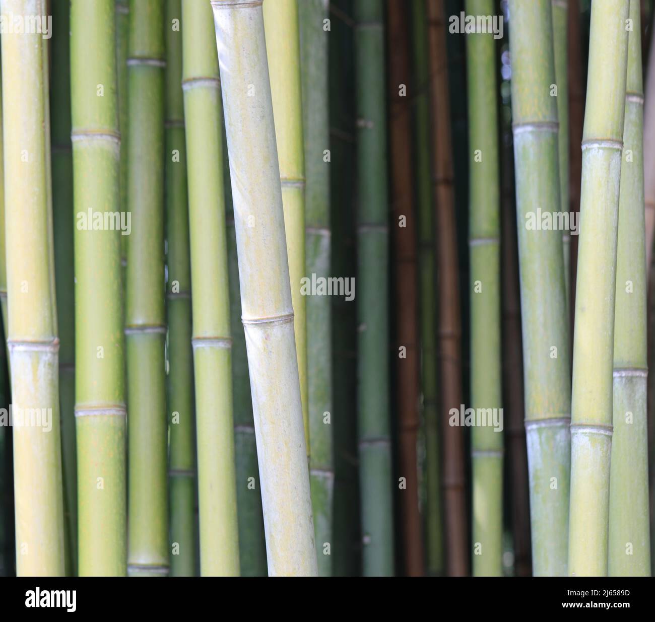 green bamboo canes without leaves in Japan Stock Photo Alamy