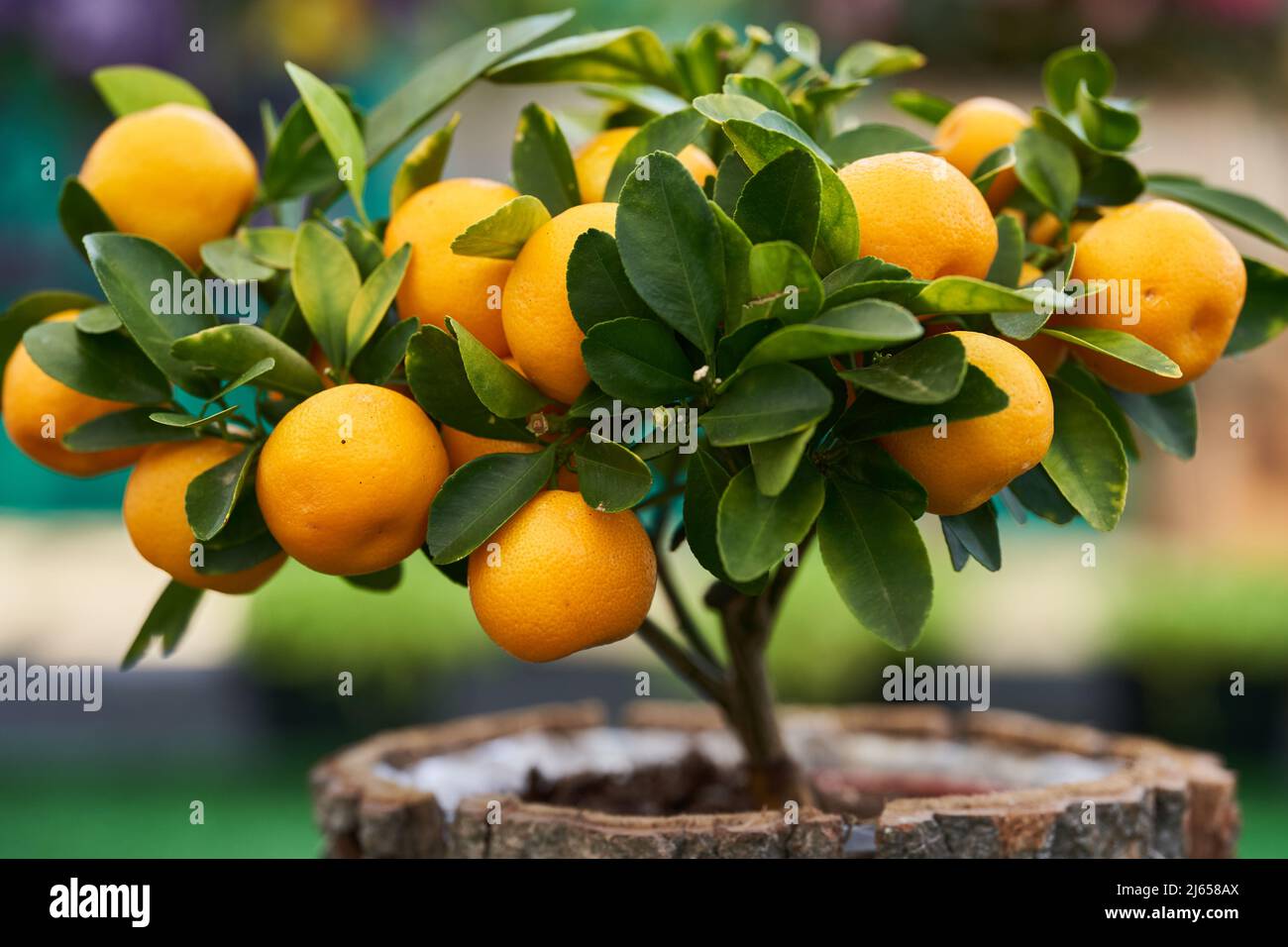 Miniature mandarin tree in a pot as a house plant, with many fruits