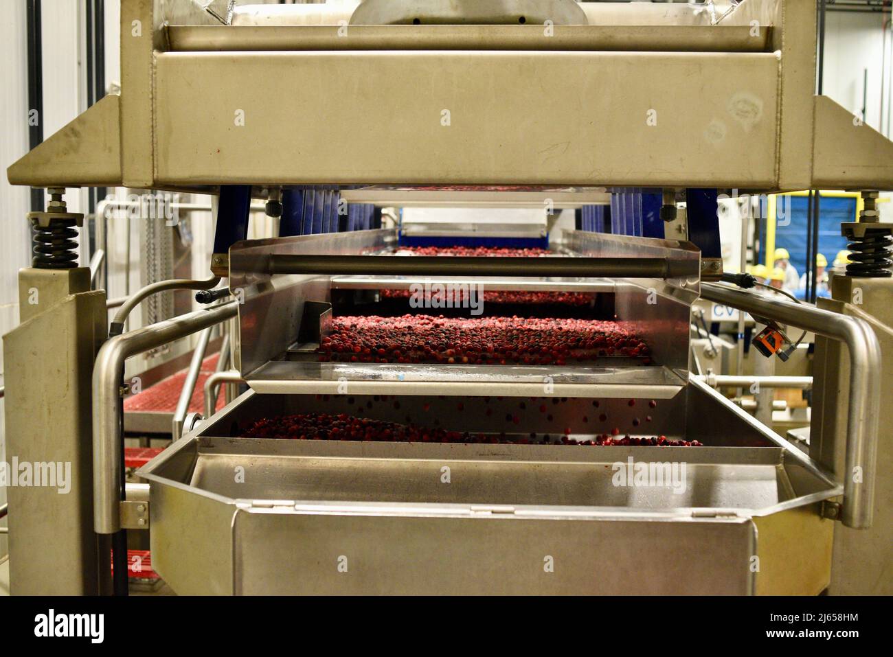 Processing of cranberries at the modern and stateoftheart Ocean