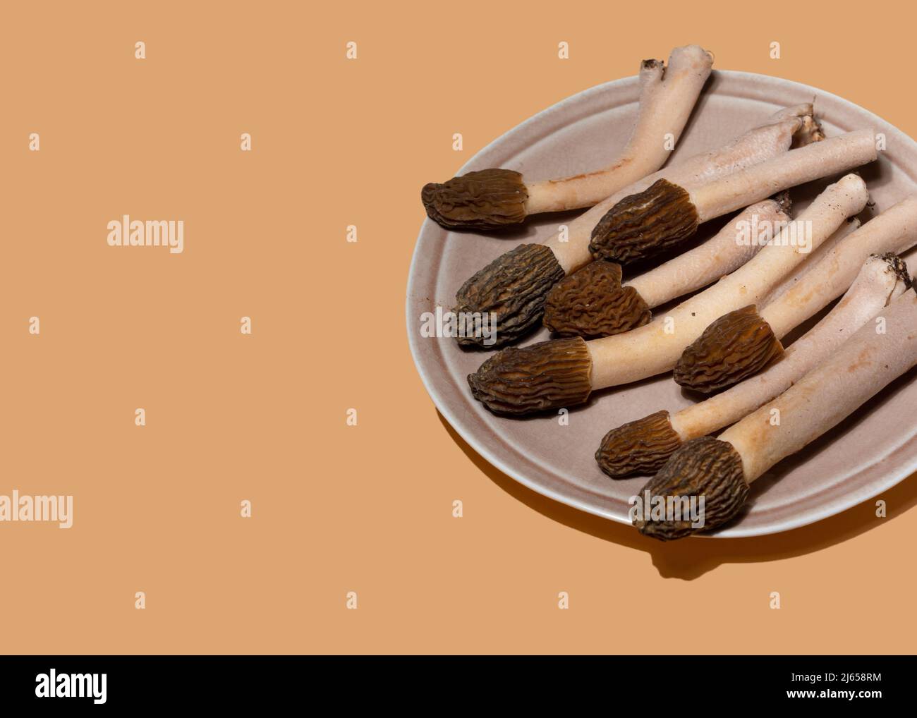 Spring wild morel mushrooms or Morchella conica. They are loaded with